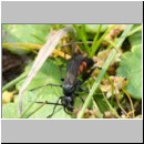 Anoplius viaticus - Wegwespe m001b 8mm - Sandgrube Niedringhaussee-det.jpg